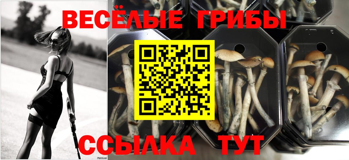 Галлюциногенные грибы MAGIC MUSHROOMS  Вход с VPN  Выкса 